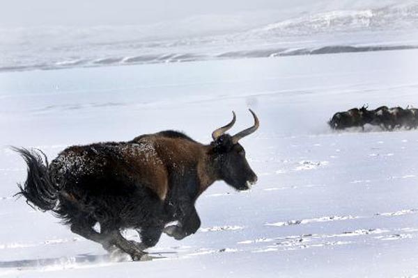 WILD YAK - Tibet Nature Environmental Conservation Network