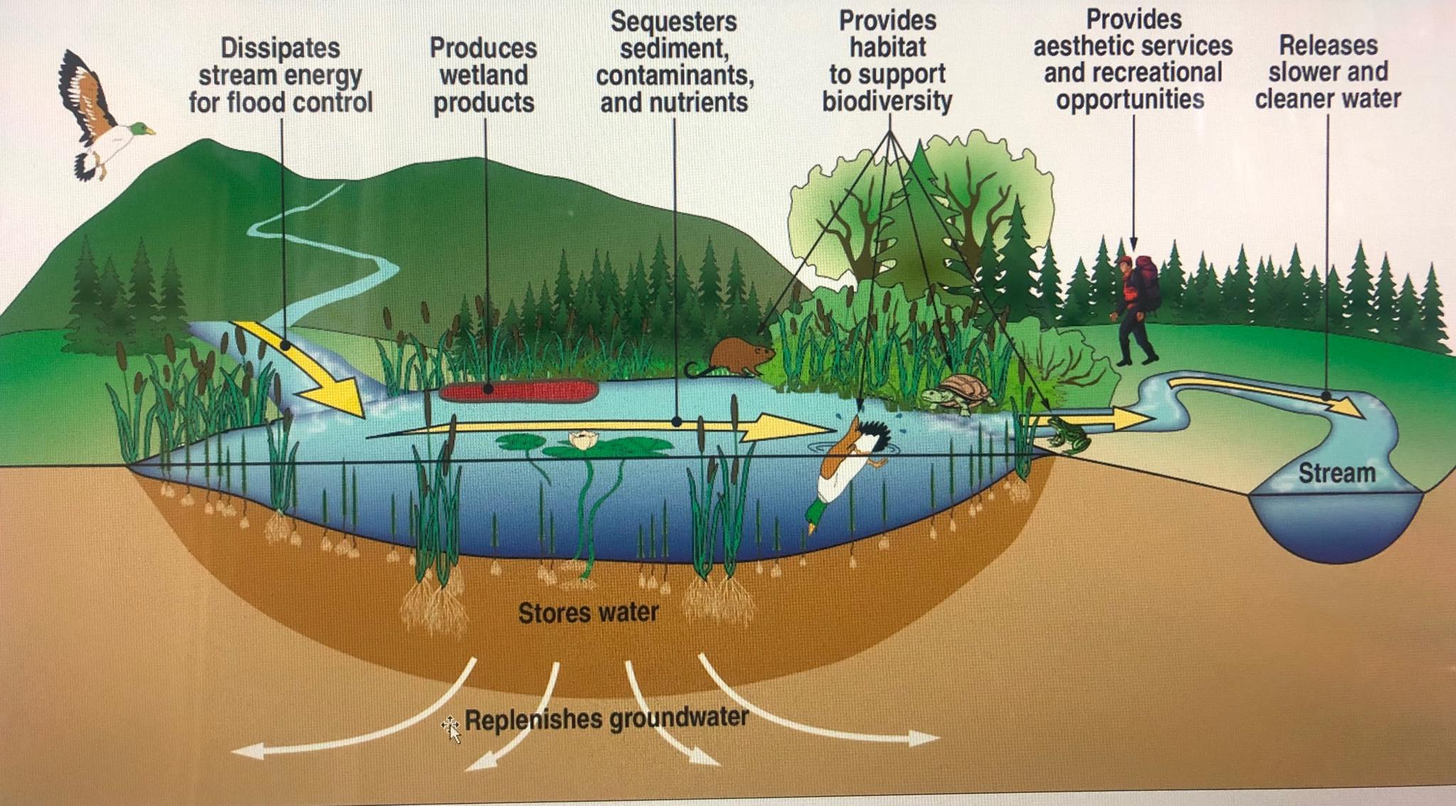 Water Purification As Defined By Nature Tibet Nature Environmental 