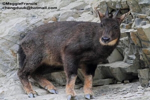goral sn60