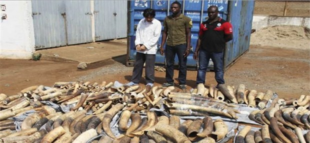 Togo seizes tusks of 500 dead elephants hidden in cargo bound for Vietnam