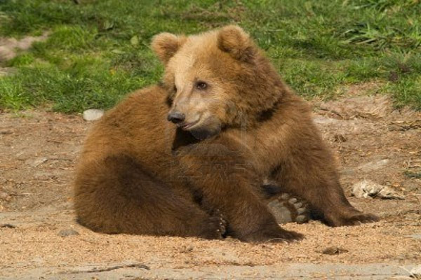 cute brown bear