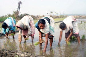 Tribal women tend their paddy fields in Assam. Traditional rice planting methods are time consuming and back breaking (Photo by Diganta Talukdar)