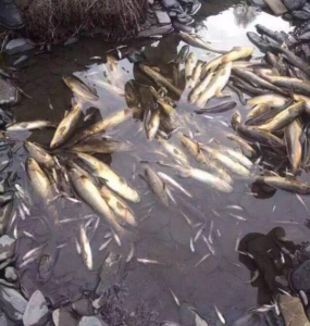Dead fishes in the Lichu River, believed to be killed by theLithium mining site.