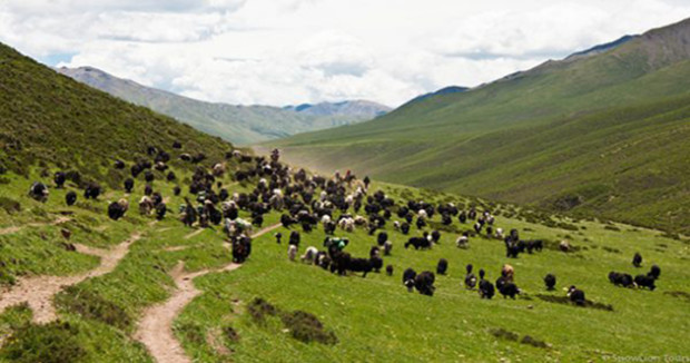 Tibetan Nomads Forced off their Land